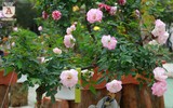 Ngắm hoa hồng bonsai trị giá cả trăm triệu đồng khoe sắc
